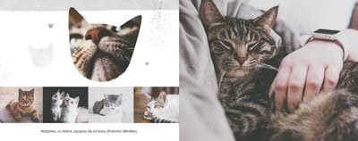 Koci album