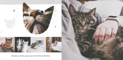 Koci album